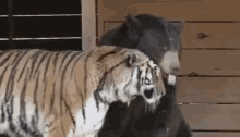 lick bear