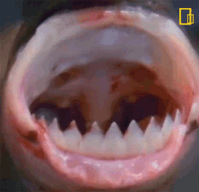 Sharp Teeth National Geographic GIF - Sharp Teeth National Geographic Open Wide GIFs