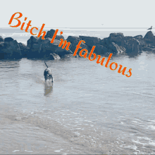 fabulous im but bitch prance