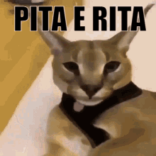 Pita Rita GIF - Pita Rita Floppa GIFs