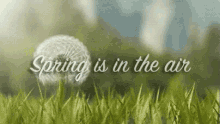 Spring Is In The Air GIF - Spring Dandelion GIFs