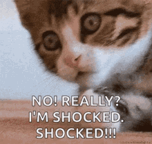 Kitten Shocked GIF - Kitten Shocked Cat GIFs