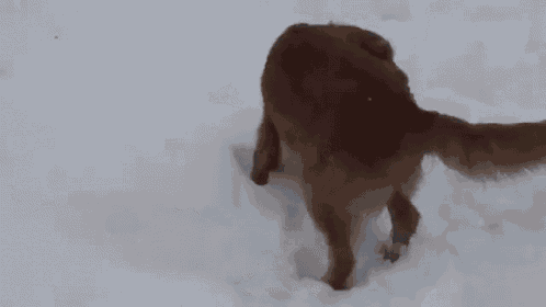 Where Did That Come From? GIF - Squek Toy Dog - Discover & Share GIFs