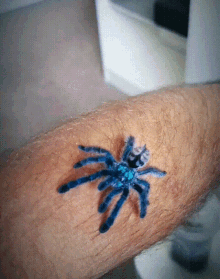 Tarantula Ptasznik Blue Spider GIF - Tarantula Ptasznik Blue Spider Beautiful Animal GIFs