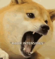 Dog Rage GIF - Dog Rage Vibrate GIFs