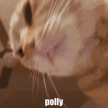 Polly My Cat GIF - Polly My Cat Polly Cat GIFs