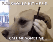 Hello Yes Hello Dog Here GIF - Hello Yes Hello Dog Here Cellphone GIFs