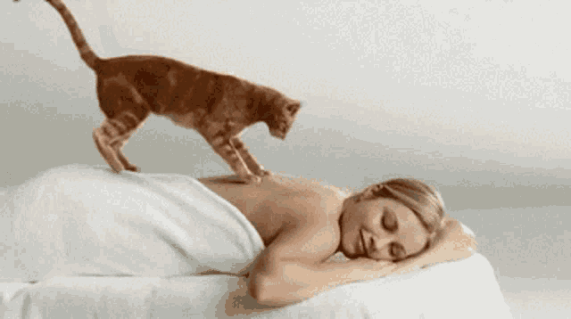 Massage Cat GIF - Massage Cat Cute - Discover & Share GIFs