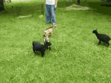 Goat Deal With It GIF - Goat Deal With It Kick GIFs
