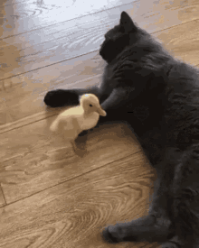 Cat Duck GIF - Cat Duck Quack GIFs