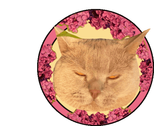 Annoyed Face Cat Sticker - Annoyed Face Cat Cute - Discover & Share GIFs