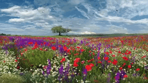 Spring GIF - Spring - Discover & Share GIFs