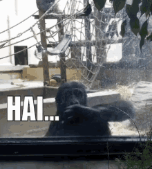 Gorila Hai GIF - Gorila Monyet Hai GIFs