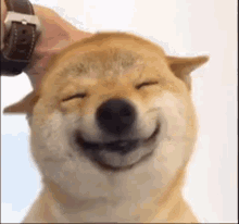 Shiba Shiba Inu GIF - Shiba Shiba Inu Happy GIFs