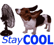Stay Cool GIF - Stay Cool Gif GIFs