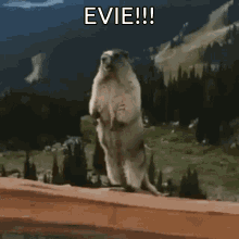Evie Gopher GIF - Evie Gopher Shout GIFs
