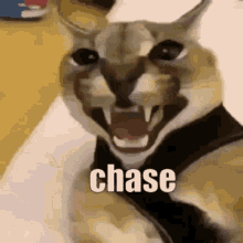 Chase Chase Floppa GIF - Chase Chase Floppa GIFs