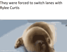 ryleecurtis ryleecurtis