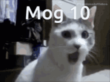 Mog Mog10 GIF - Mog Mog10 Rog GIFs
