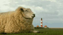 Sheep GIF - New Zealand Sheep Wool GIFs