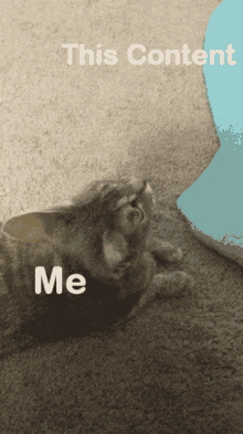 Cat Cat Toy GIF - Cat Cat Toy Reaction Gif GIFs