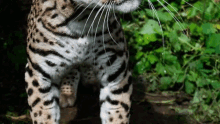 Next Decade Save The Ocelot GIF - Next Decade Save The Ocelot Save Cats GIFs