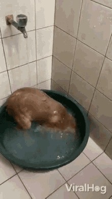 Playing In Water Viralhog GIF - Playing In Water Viralhog Taking A Bath GIFs