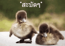 ลูกเป็ด สะบัด GIF - Duckling Bathing Shake Off GIFs