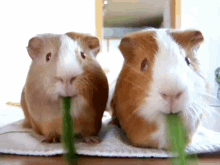 guinea-pigs-cute.gif