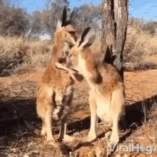 affection kangaroo
