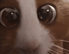 Mouse Cute GIF - Mouse Cute Eyes GIFs