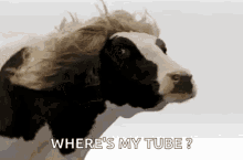 Cow In Wig GIF - Cow In Wig GIFs