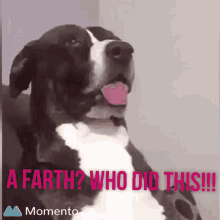 Dog Farth GIF - Dog Farth Dogfarth GIFs