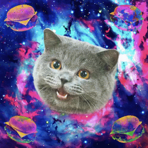 GIF - Space Cat Cheeseburger - Discover