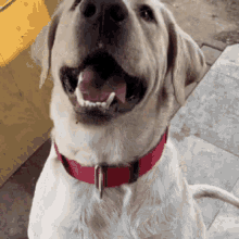 Labrador Puppy Gif Labrador Puppy Discover Share Gifs