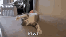 Cat Scared GIF - Cat Scared Flailing GIFs