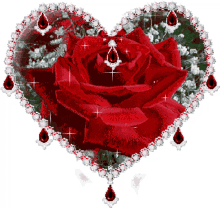 sparkling red roses flowers gems