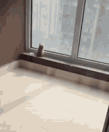 Kitten Stare GIF - Kitten Stare Window GIFs