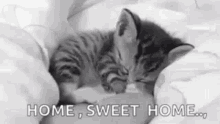 Home Sweet Home Kitten GIF - Home Sweet Home Home Kitten GIFs