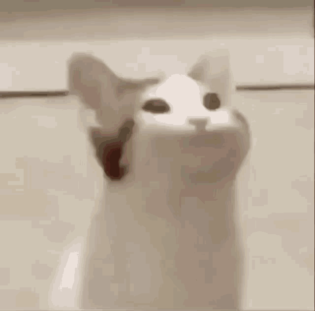 Meme GIF Meme Discover Share GIFs