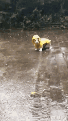 Storm Puppies GIF - Storm Puppies Slipped GIFs