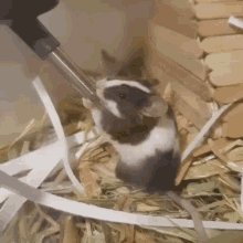 Mouse Drinking Water Mouse GIF - Mouse Drinking Water Mouse Drinking Mouse GIFs