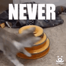 Never Give Up Play GIF - Never Give Up Play Cat GIFs