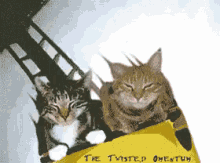 Cats On A Rollercoaster - Rollercoaster GIF - Rollercoaster Cats Cat GIFs