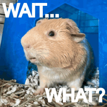 Guinea Pig Wait What GIF - Guinea Pig Wait What What The Hell GIFs