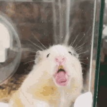Hamster Lick GIF - Hamster Lick Licking Glass GIFs