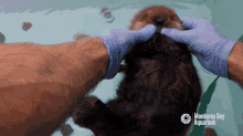 Otter Cute Otter GIF - Otter Cute Otter Otter Massage GIFs