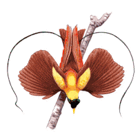 Cenderawasih Econusa Sticker - Cenderawasih Econusa Bird Of Paradise Stickers