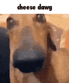 cheese dawg