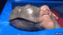 Safetyncts Hippo GIF - Safetyncts Hippo Relaxed GIFs